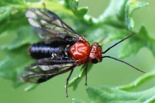 Hemichroa australis